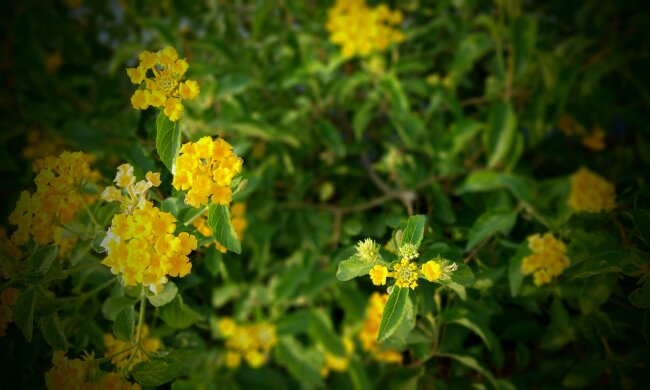 Ta roślina podbija balkony. Kwitnie miesiącami i nie sprawia problemów