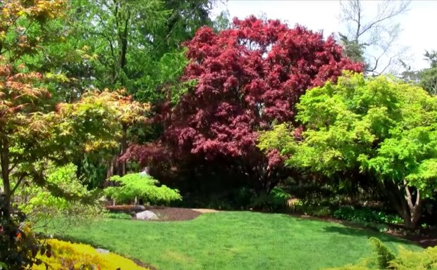 Jak urządzić piękny ogród? / YouTube: Garden Splendor® Plants