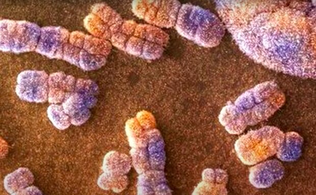 Chromosomy człowieka pod mikroskopem / YouTube:  Top Bucket