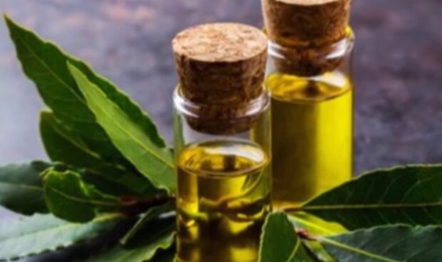 Olejek laurowy/ YouTube @Domowe sposoby na zdrowie