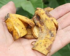 skórki bananów od mrówek, screen YT