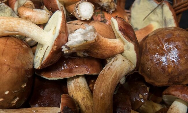 Grzybobranie/Youtube @Nat Ura