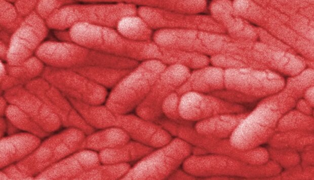 Bakterie salmonelli/YouTube @Washington Post