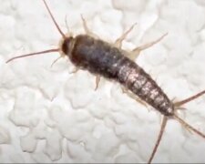 Rybik cukrowy / YouTube:  Aktualności 360