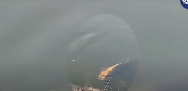 Ryba z ludzką twarzą/Youtube