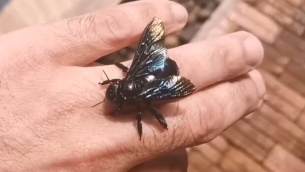 Czarna pszczoła/YouTube @Na pełnym gwizdku