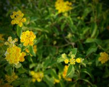 Ta roślina podbija balkony. Kwitnie miesiącami i nie sprawia problemów