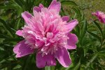 piwonia, screen Youtube @FlowersForYour