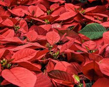 Gwiazda betlejemska @pixabay