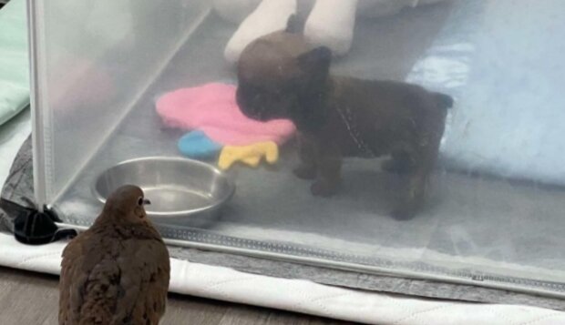 Lovey i Alfie/ Facebook @The Mia Foundation - Love For Mia