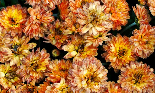 Nie każdy kolor chryzantem pasuje na grób. Sprawdź, co symbolizują