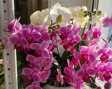 storczyki, screen Youtube @elllen