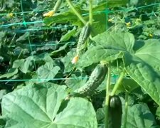 ogórki, screen Youtube @TheGreenPlanet