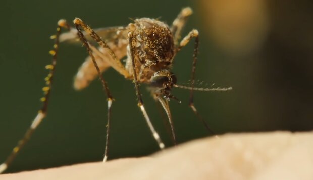 Komar/YouTube @Cuda Świata