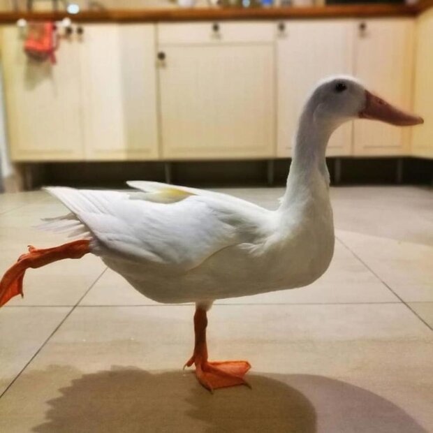 jajko w wietnamskiej restauracji, screen YT