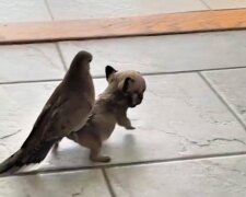 Lovey i Alfie/ Facebook @The Mia Foundation - Love For Mia