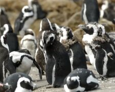 Pingwiny/ YouTube @Technorites