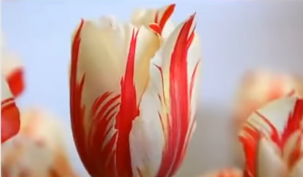 Tulipany/ YouTube @Health & Fitness