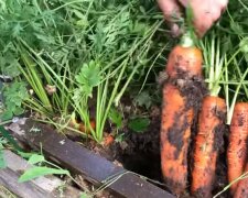 sposób sadzenia marchwi, screen YT