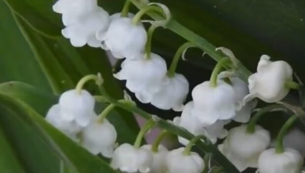 Konwalia/YouTube @Aktualności 360