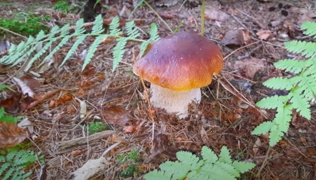 Gdzie można zbierać grzyby? / YouTube: KOJAK MAZURY