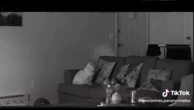 Nagranie z ukrytej kamery/TikTok @rencontres.paranormales