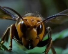 szerszeń azjatycki / YouTube: JACEK W.04