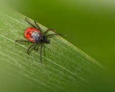 Afrykańskie kleszcze są już w Polsce. Nie czekają na żywiciela, tylko biegną