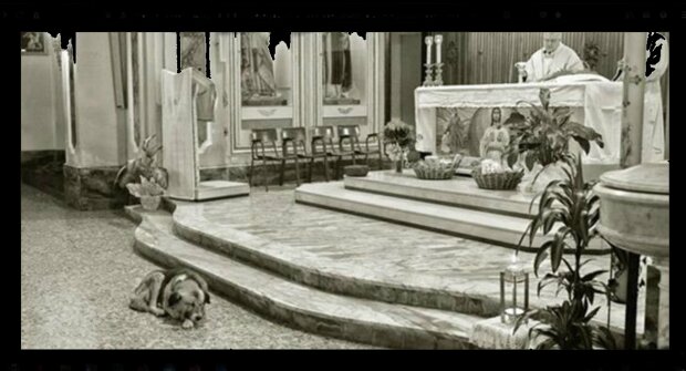 Pies Tommy w kościele/ goodtimes.my