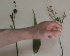 liść aloesu + łodygę róży, screen YT