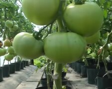 pomidory, screen Youtube @dziadek_youtuber