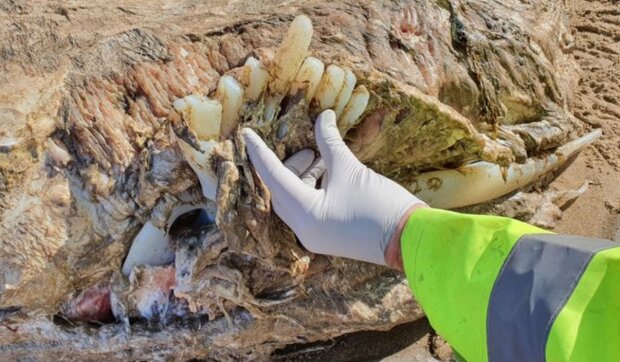 Znalezisko na plaży/ mirror.co.uk
