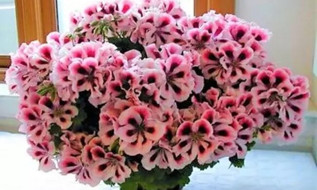 pelargonia, screen YT