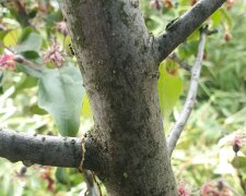 mrówki na drzewach, screen Youtube @infouprawa5321