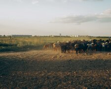 Nowa ustawa wchodzi w życie bez rozgłosu. Rolnikom grożą kary do 65 tys. zł