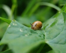 Ślimaki atakują ogród nocą. Ten prosty trik może uratować rośliny