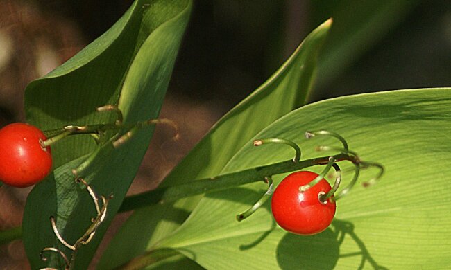 Ta roślina szybko wymyka się spod kontroli. Ogrodnicy radzą ją usuwać