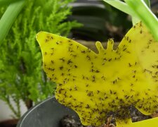 ziemiórki, screen Youtube @ogródnacodzień