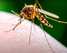 Nowy gatunek komara zaatakuje zimą! / YouTube:  Niezależny Serwis Wiadomości