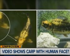 Ryba z ludzką twarzą/Youtube