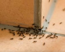 Mrówki/Youtube @Did You Know?