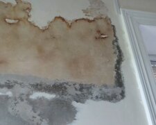 Pleśń na ścianach/YouTube @ PETER - PAINTER DECORATOR