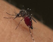 U naszych sąsiadów pojawił się owad, który budzi strach wśród ludzi. Mamy się czego bać? Zwierzę roznosi groźną chorobę. Lepiej mieć się na baczności