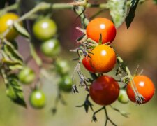 Dodaj to do dołka przed sadzeniem pomidorów i papryki. Ten prosty trik może zrobić ogromną różnicę