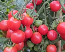 pomidory, screen Youtube @infouprawa5321