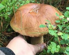 Grzyby/screen Youtube @Dawid Borzestowski