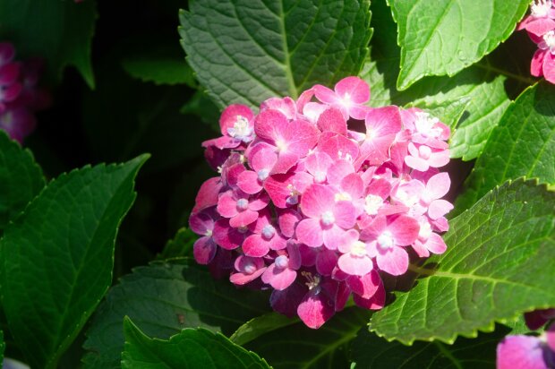 Zrób to w marcu, a hortensja latem obsypie się kwiatami