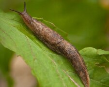 Ślimak/Youtube @GrowOrganic Peaceful Valley