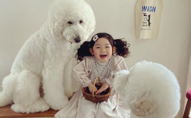 Japońskie psy/ Instagram: tamanegi.qoo.riku