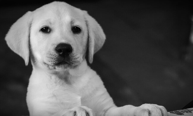 Podatek od psa 2026. Właściciele muszą pamiętać o terminie, część osób jest zwolniona